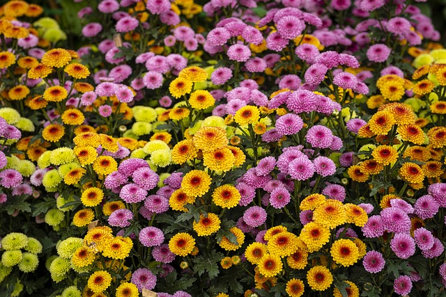 2024년-마산가고파국화축제