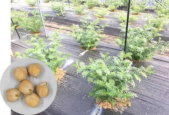 병아리콩 재배 따뜻한 흙 파종 관리 물 절약_6