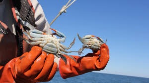 꽃게 금어기란&amp;#44; 그리고 그 해제의 의미