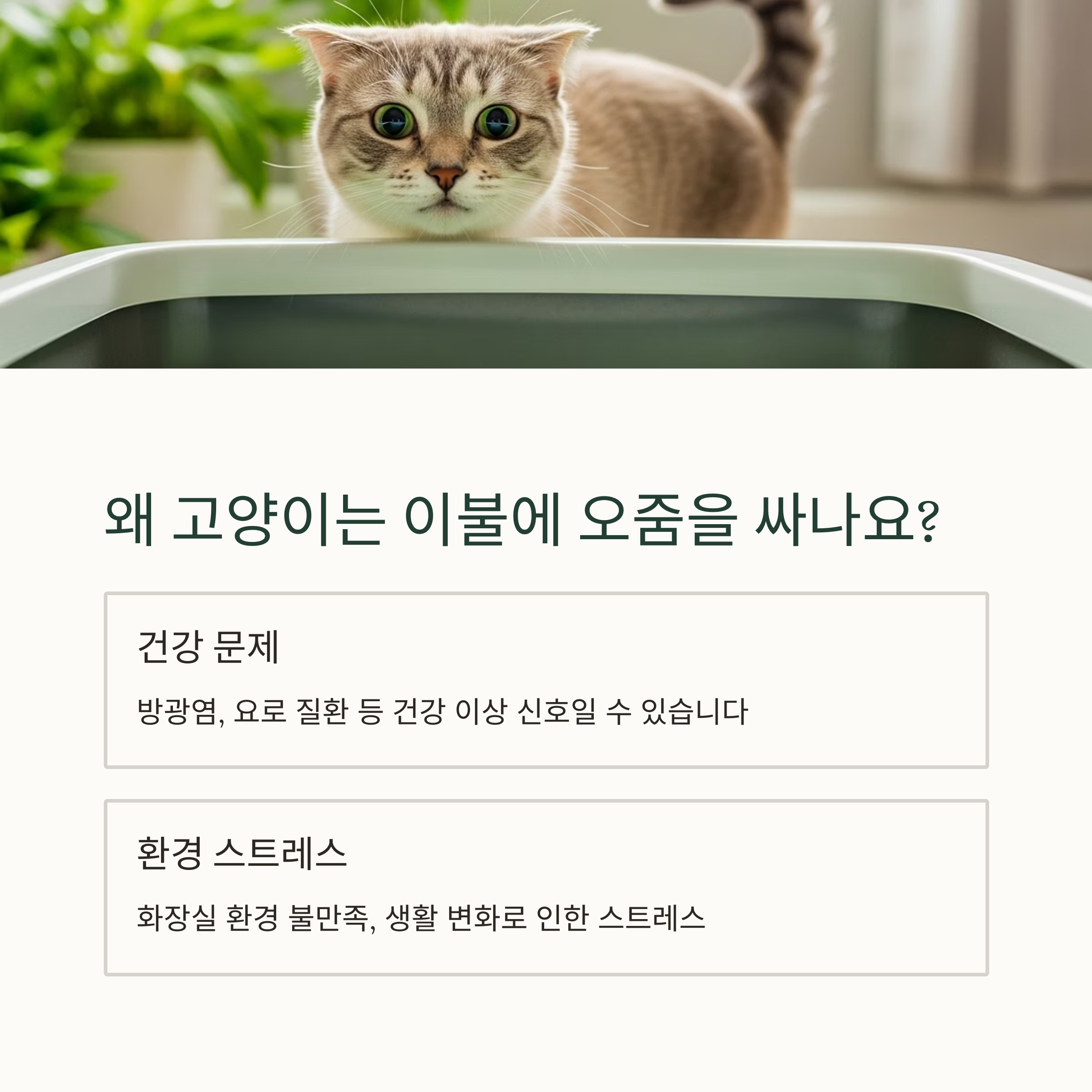 왜 고양이는 이불에 오줌을 싸나요?
