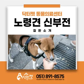 노령견 신부전2기 자연식 화식 레시피 건강식_3