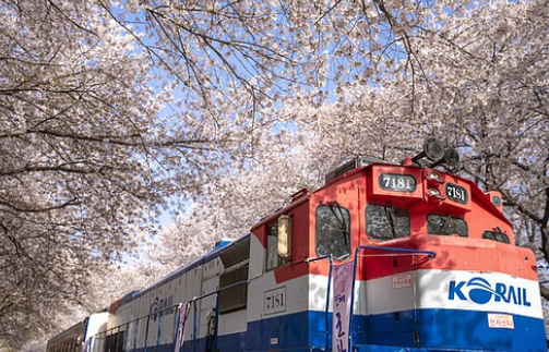 벚꽃 개화시기 2025