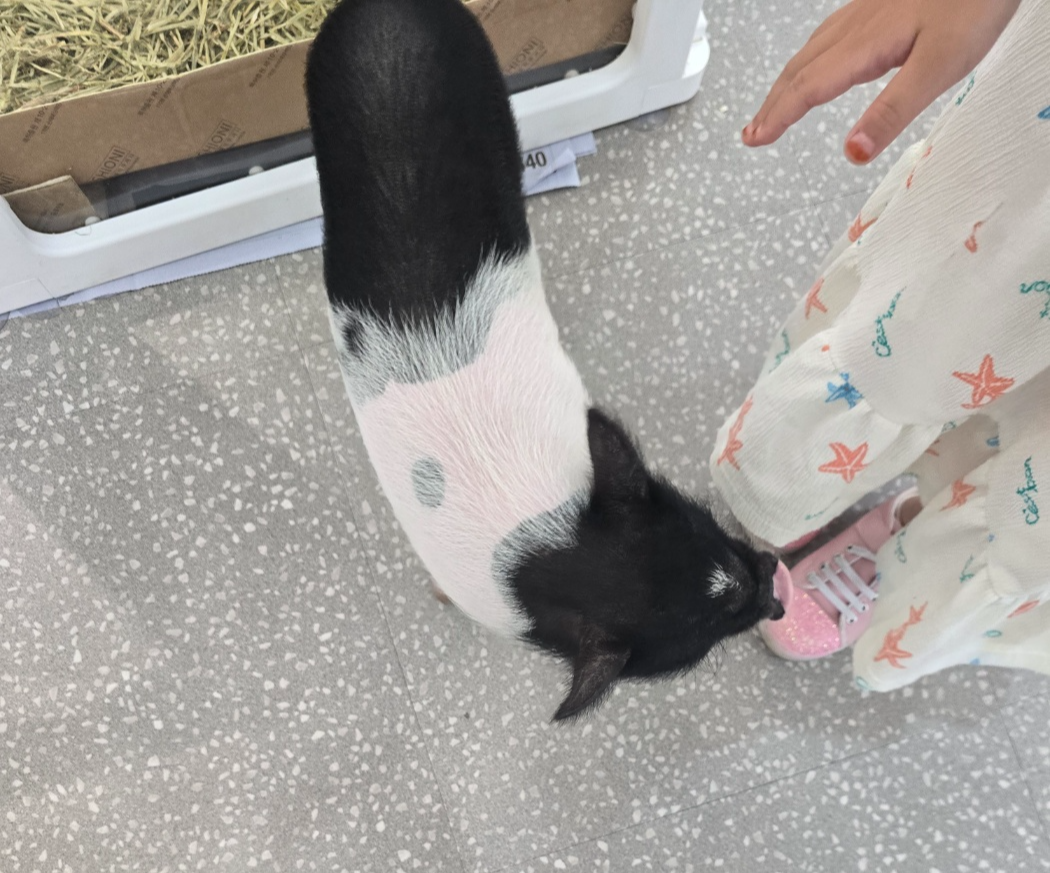 둘찌 따라다니는 돼지