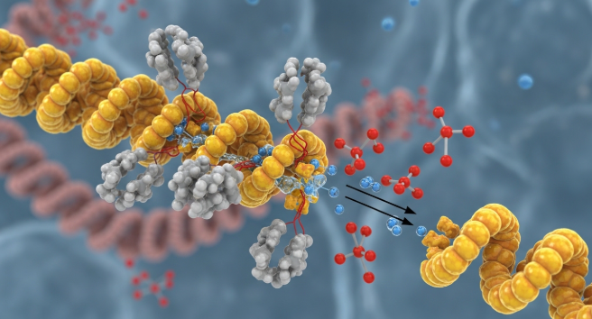 붓톡브로멜라인-내돈내산-후기-섭취방법-성분