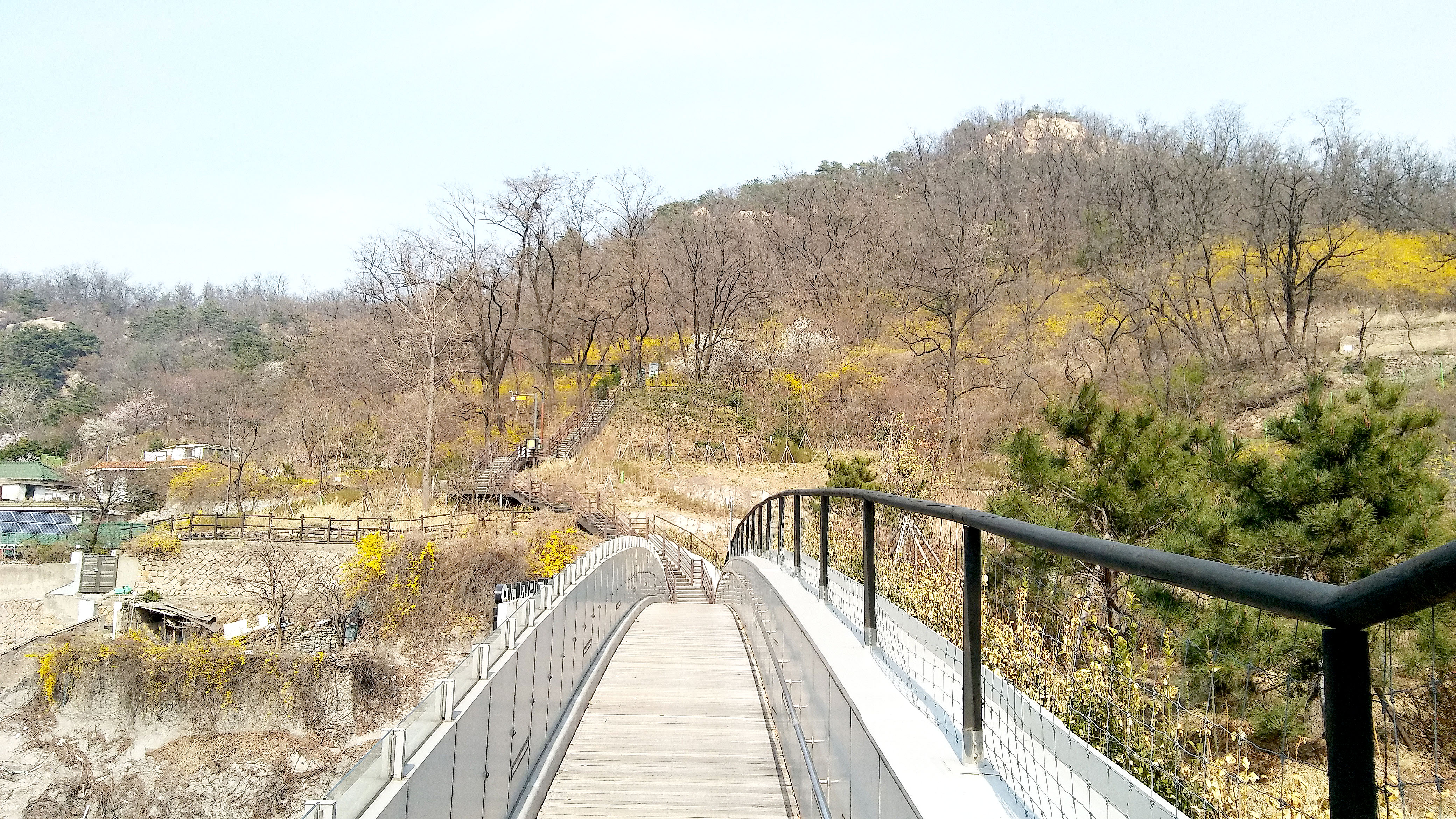 다른장소 같은느낌: 백련산 개나리