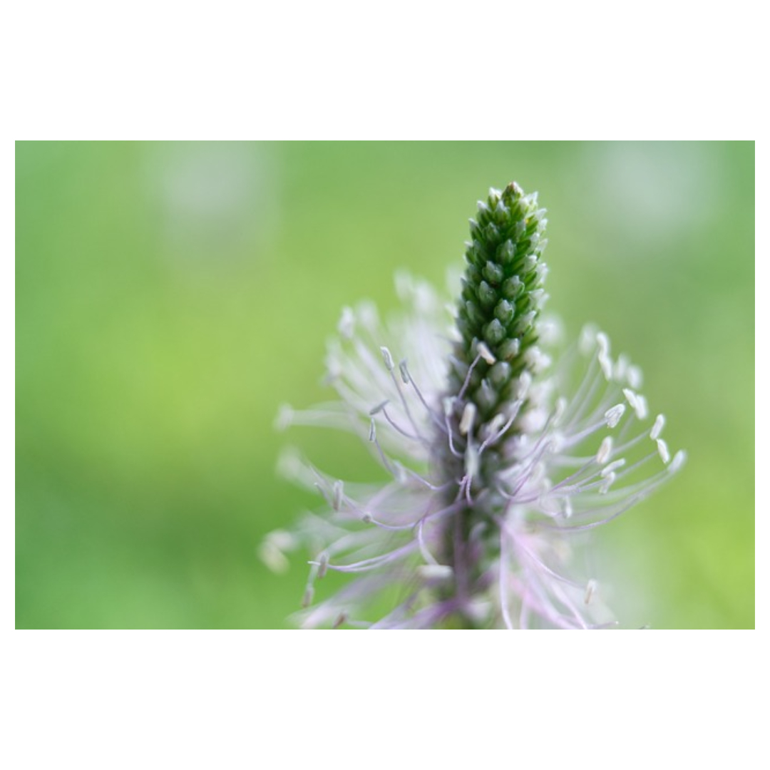 차전자피와 관련된 사진입니다.