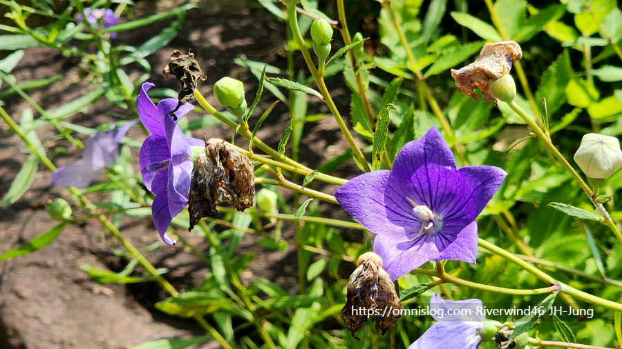 도라지꽃 화상모(和尙帽), 명엽채(明葉菜), 도랍기(道拉基)