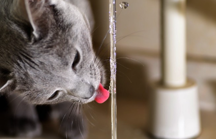 물을 마시는 당뇨병 고양이.