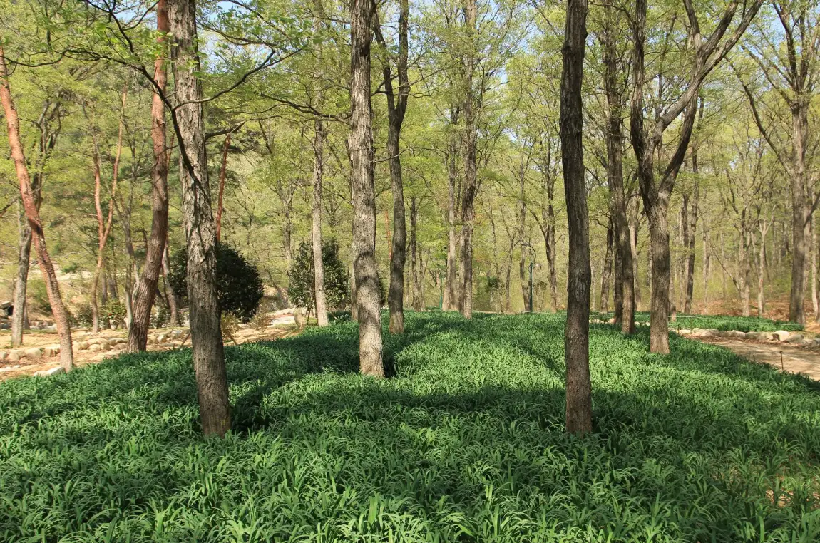 울산수목원-꽃무릇원