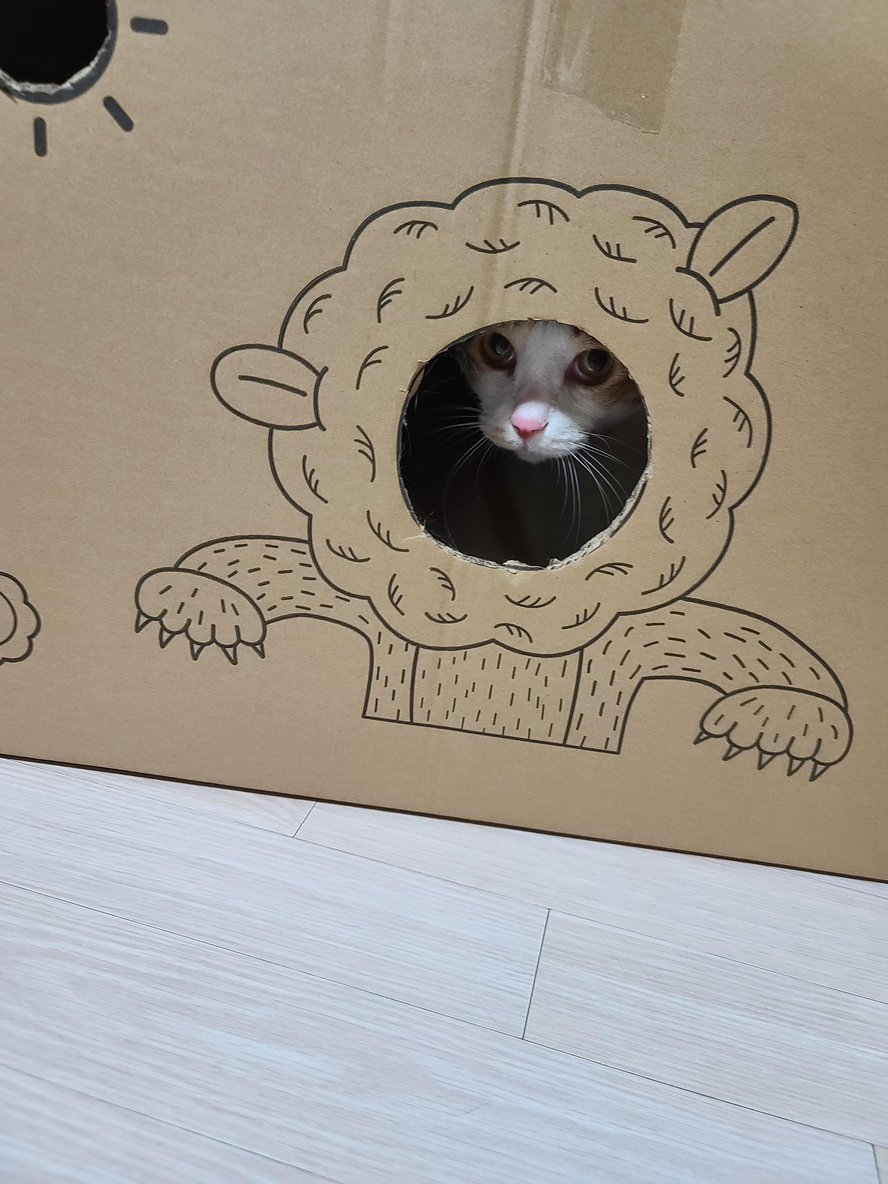 고양이들에게 귀여운 박스놀이터가 생겼다.(feat.가성비 좋은 고양이장난감)