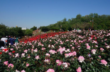 세종 베어트리파크 수목원 장미축제