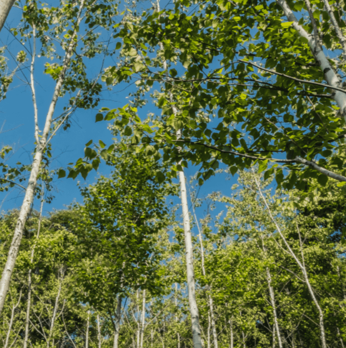 화담숲 여름 풍경