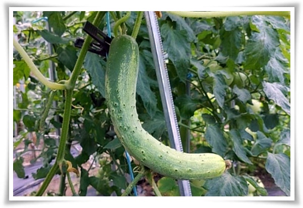 텃밭 "7월에 심기 좋은 작물" 가을 수확을 기대하는 황금 작물!