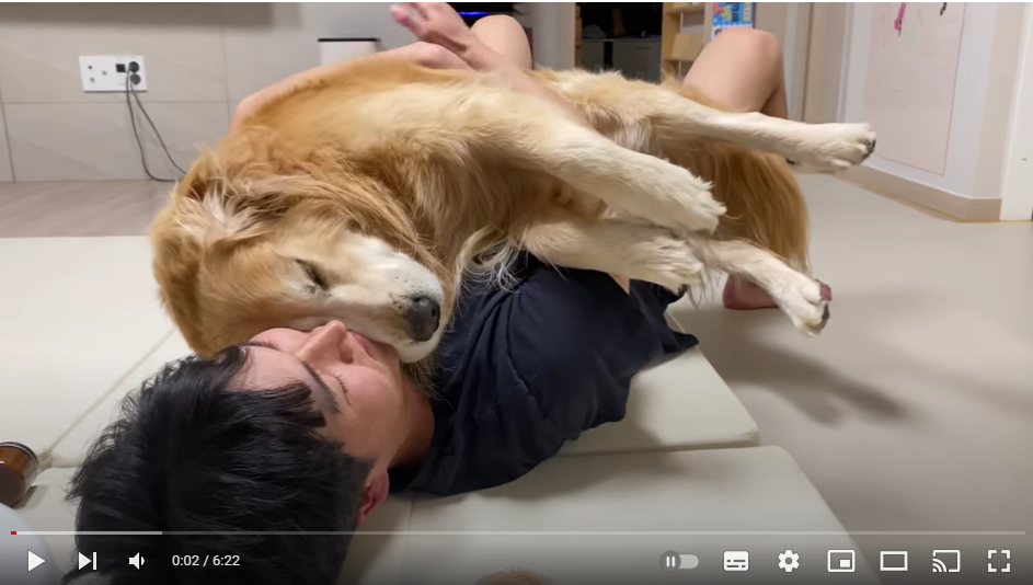 1순위를 아기에게 뺏겼다고 생각하는 리트리버를 안아주면 생기는 일 ㅋㅋ