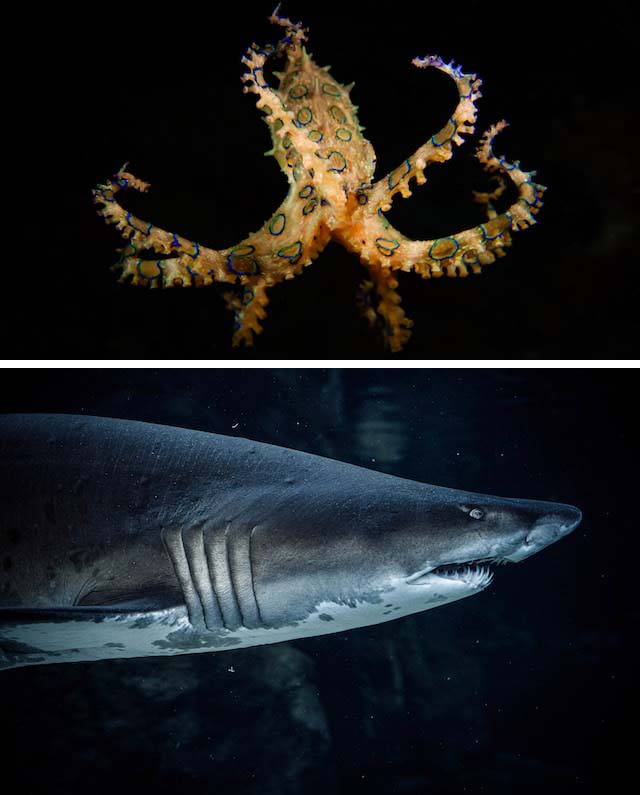 파란고리문어_상어