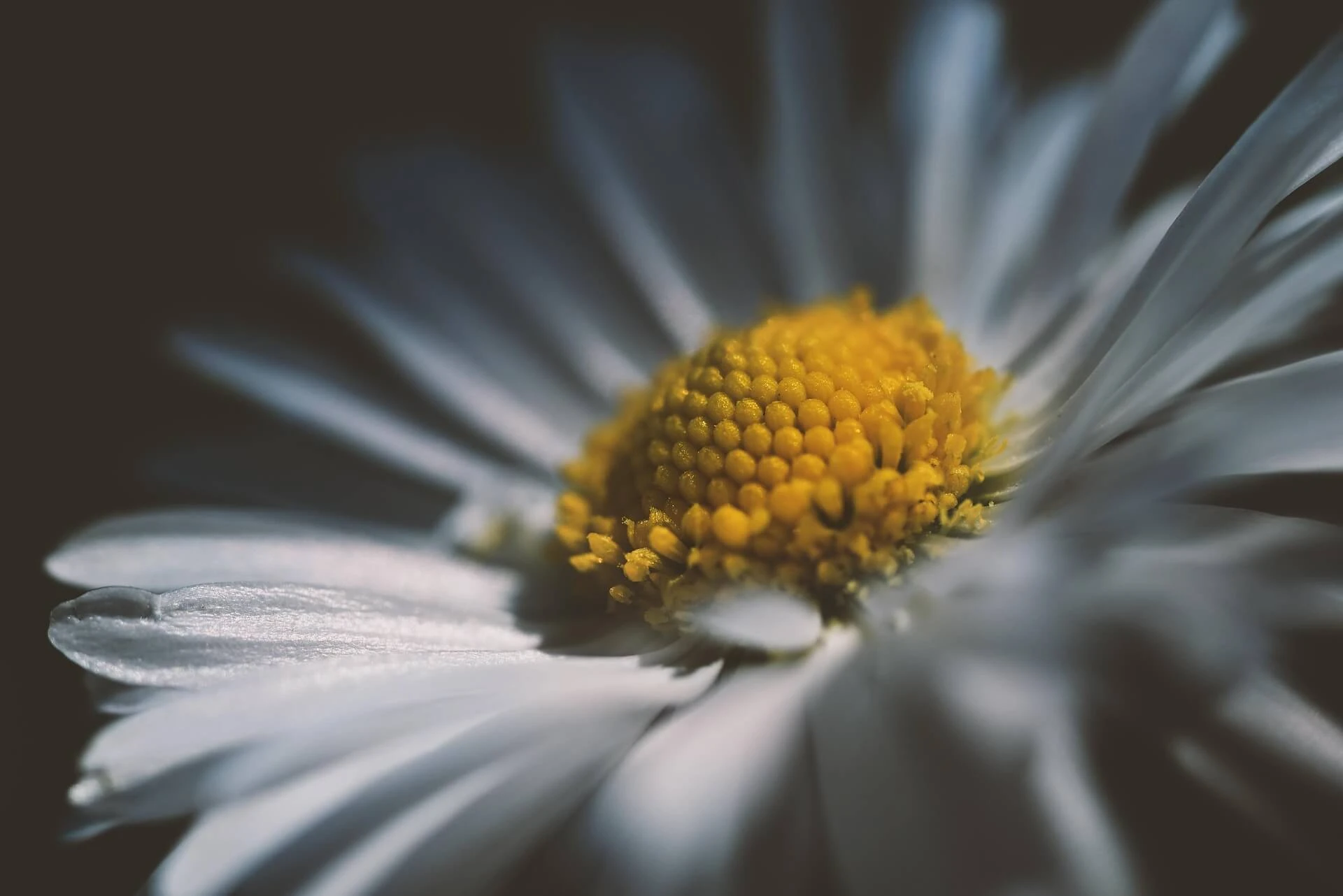 감정 회복 탄력성과 전측 대상회의 기능