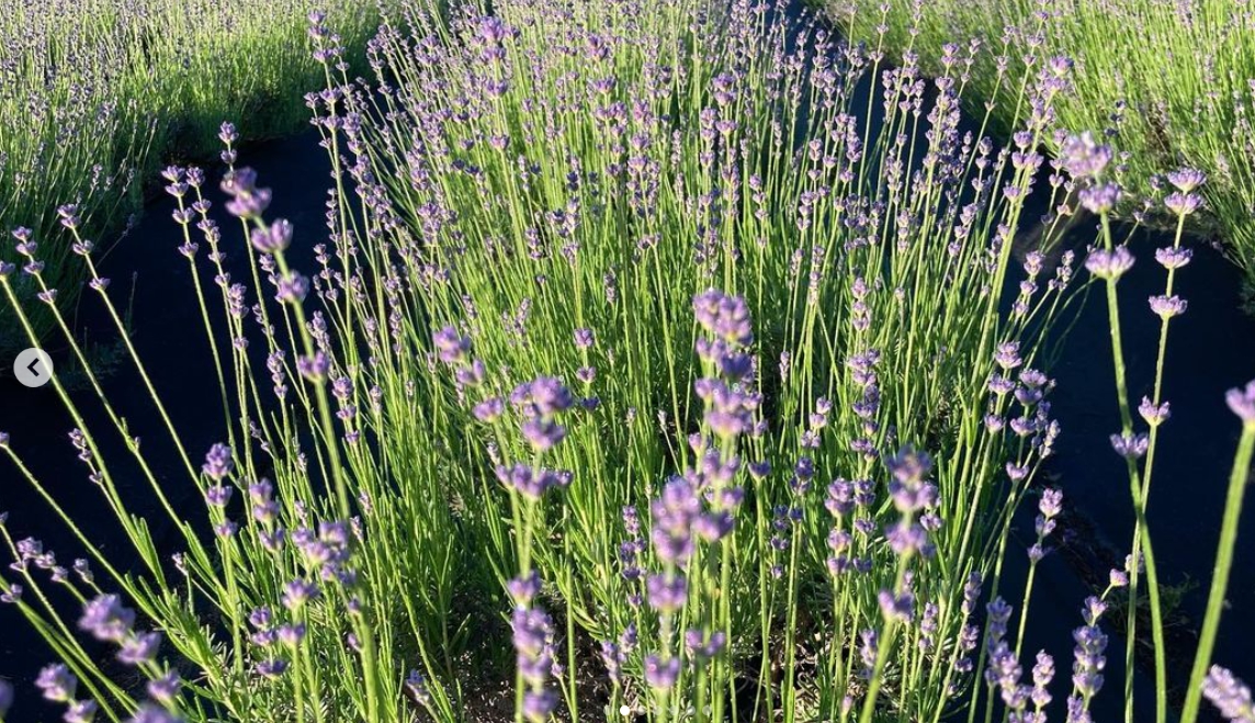 하늬팜 라벤더축제 개화상황