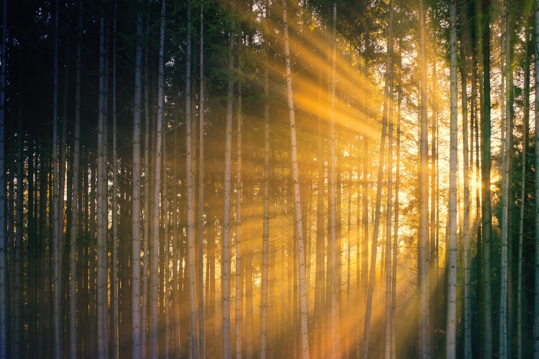 'Sunlight'