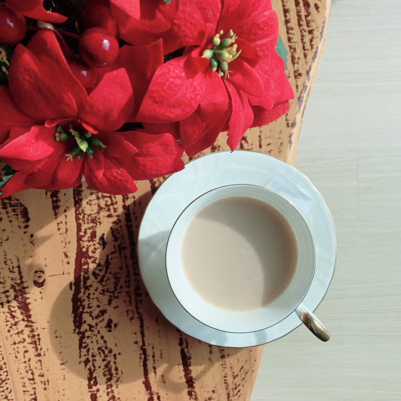 포인세티아 키우는법 키우기 가지치기 물주기