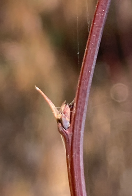 매자나무 가시1