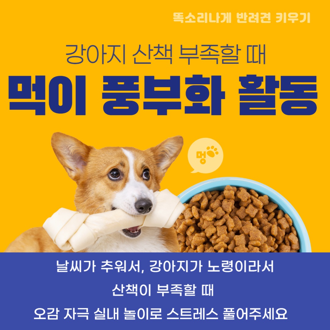 강아지 산책 부족할 때 실내 놀이 해주기