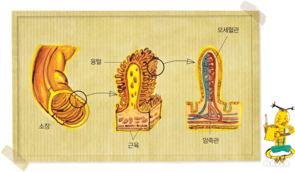 장의 영양소 흡수