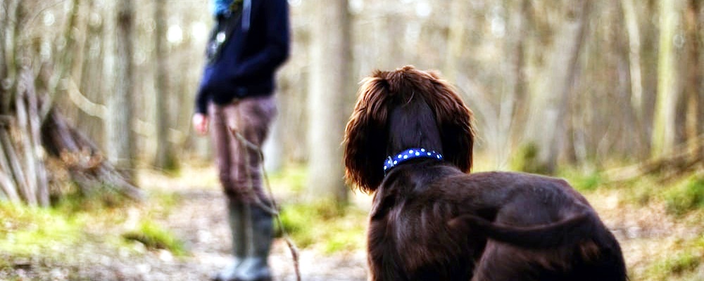 강아지 진정시키는 법 3