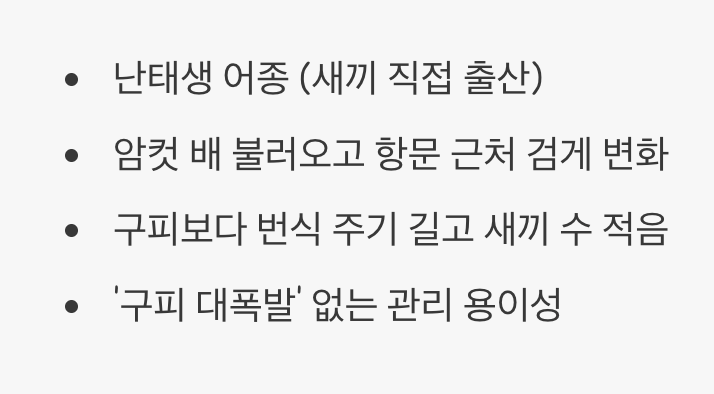 구피와는 다른 번식의 즐거움