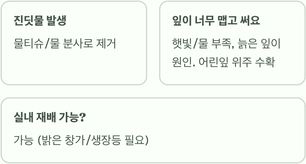 실패 없는 와일드루꼴라 키우기 A to Z (씨앗부터 수확까지)