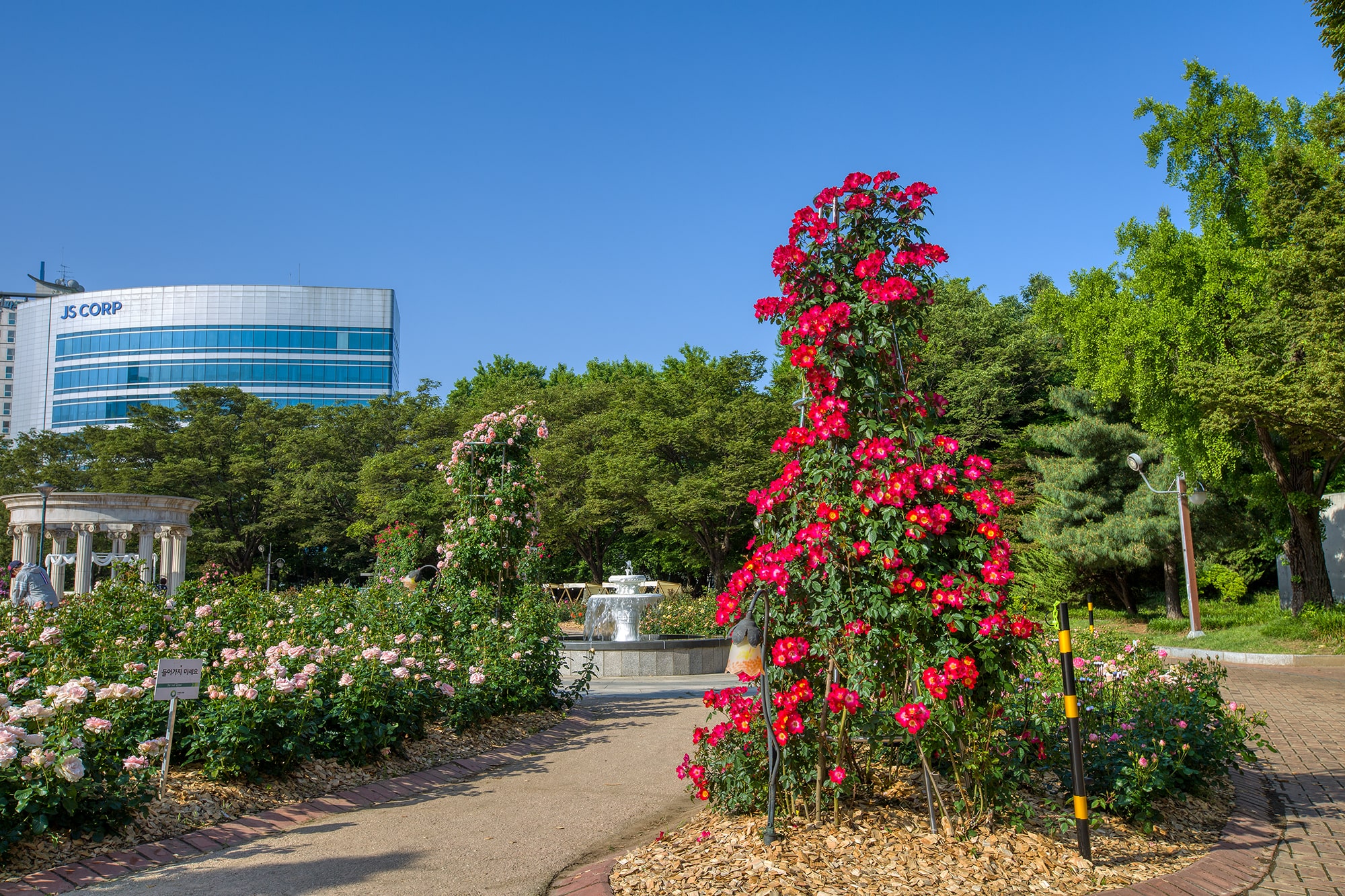 올림픽공원 장미축제 - 17