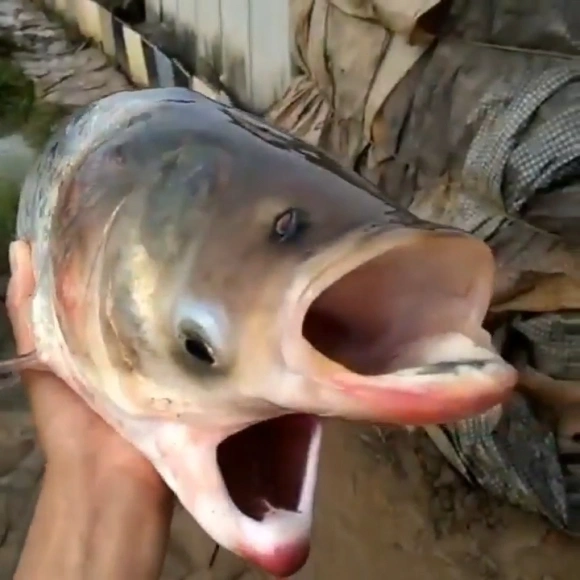 유전자 변형 물고기