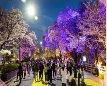 안동 벚꽃축제_7