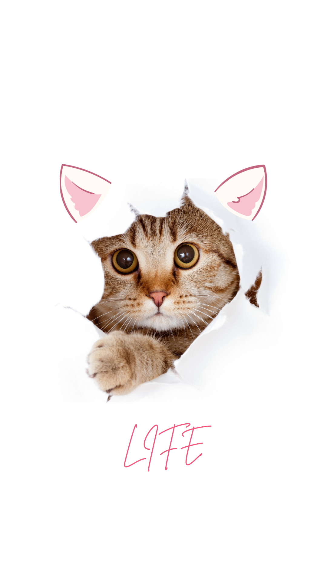 고양이 사진 그림 스마트폰 배경화면 이미지