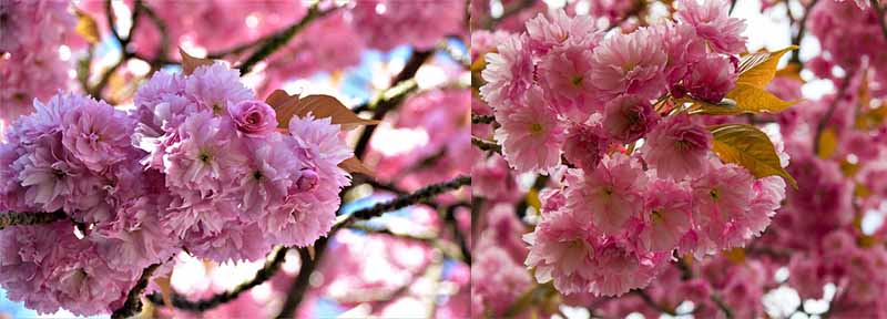 경주불국사-겹벚꽃