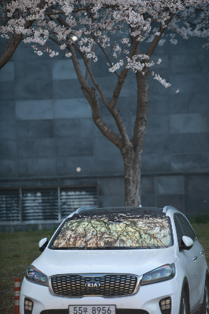 제주숨은벚꽃명소