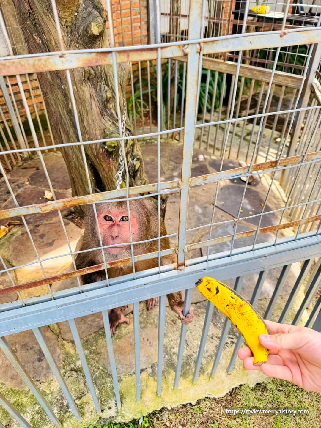 바나나 주는 사진