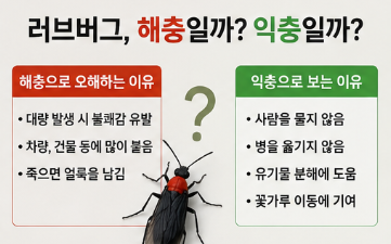 러브버그 왜 갑자기 많아졌을까? 퇴치 방법부터 익충 여부까지 총정리2