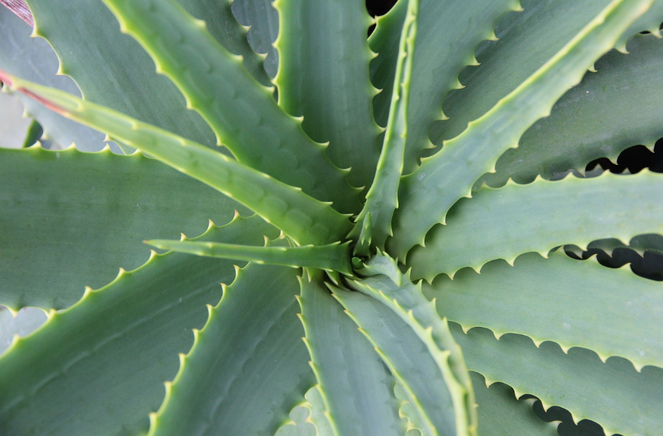 실내에서도 잘 자라는 공기 정화 식물 Best 5