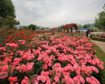 곡성 장미축제_13