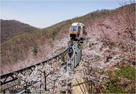 봄 나들이 벚꽃