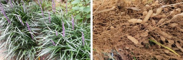 맥문동-재배법-재배시기-심는시기-정식시기-수확시기-심는방법-정식방법-덩이뿌리-괴근-수확방법-저장방법