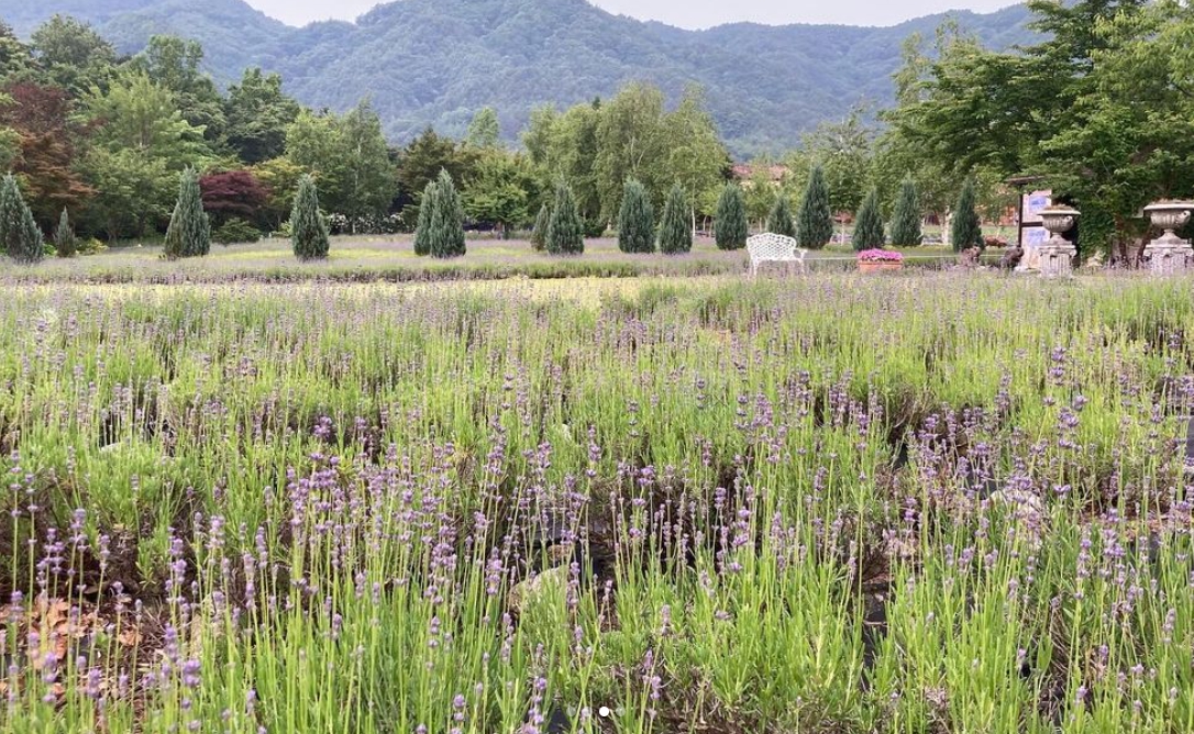하늬팜 라벤더축제 개화상황