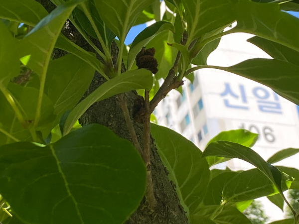 이팝나무 혹응애