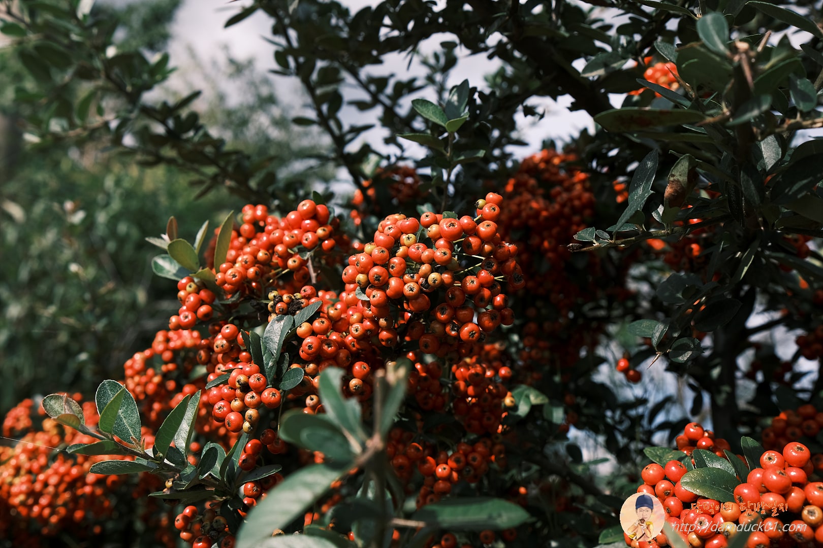 가을-피라칸타-피라칸사스