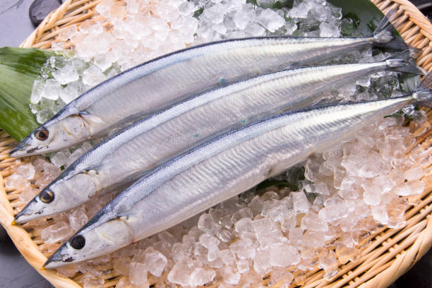 꽁치1