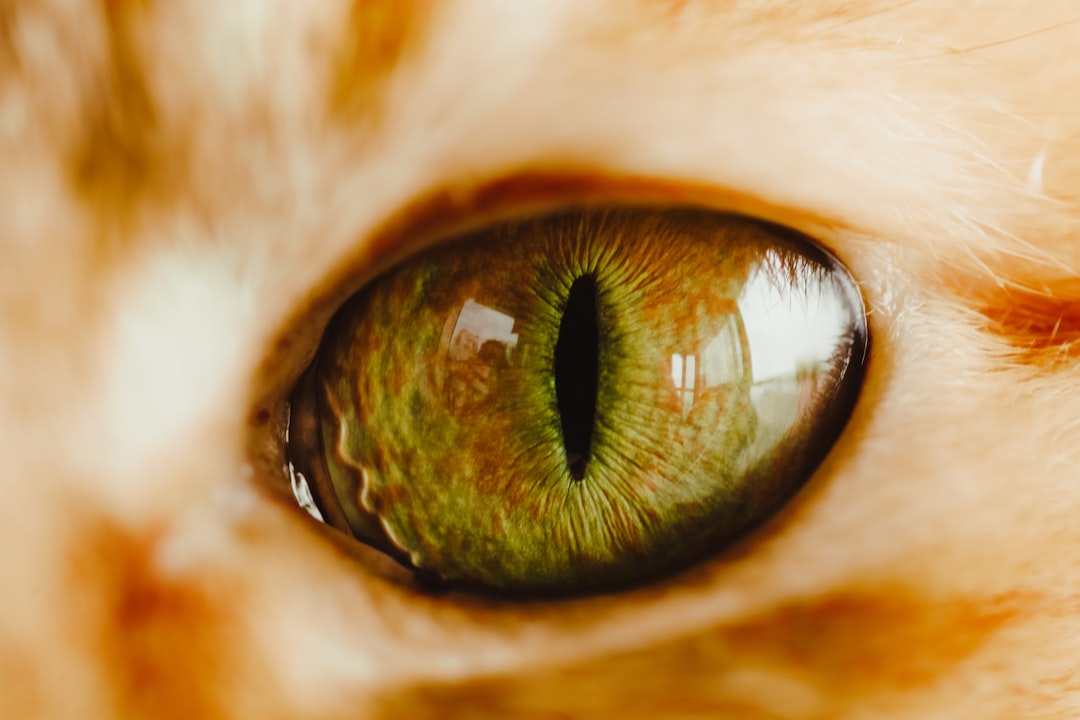 Cataract