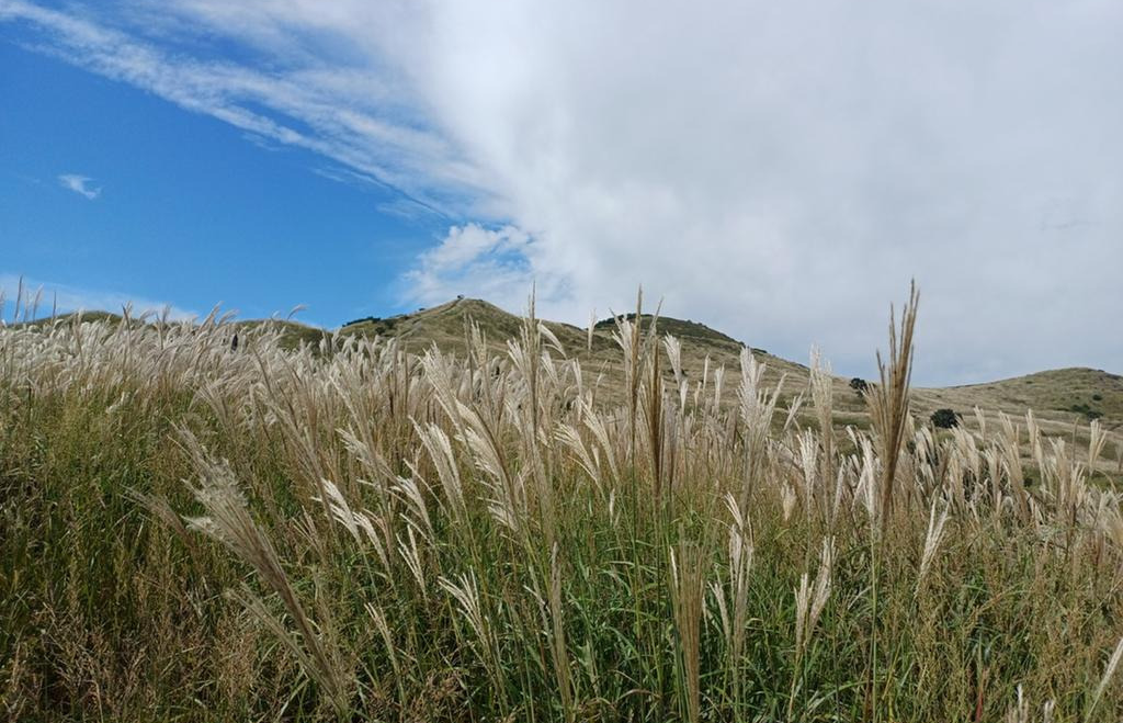 황매산 억새 1