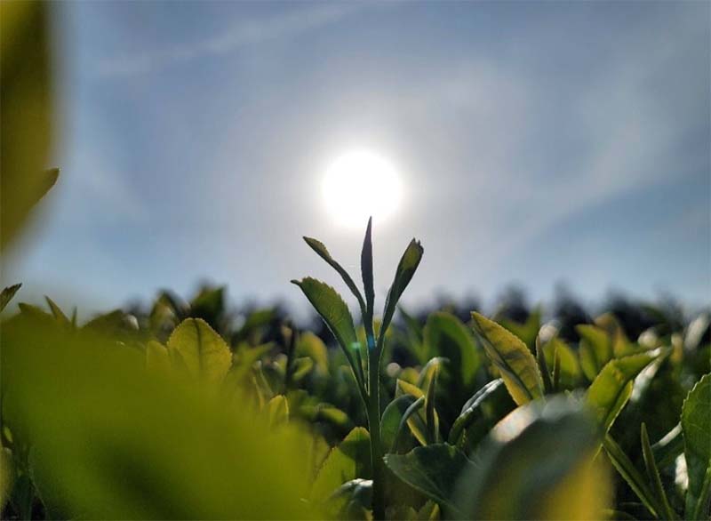 와일드오차드 티 페스티벌