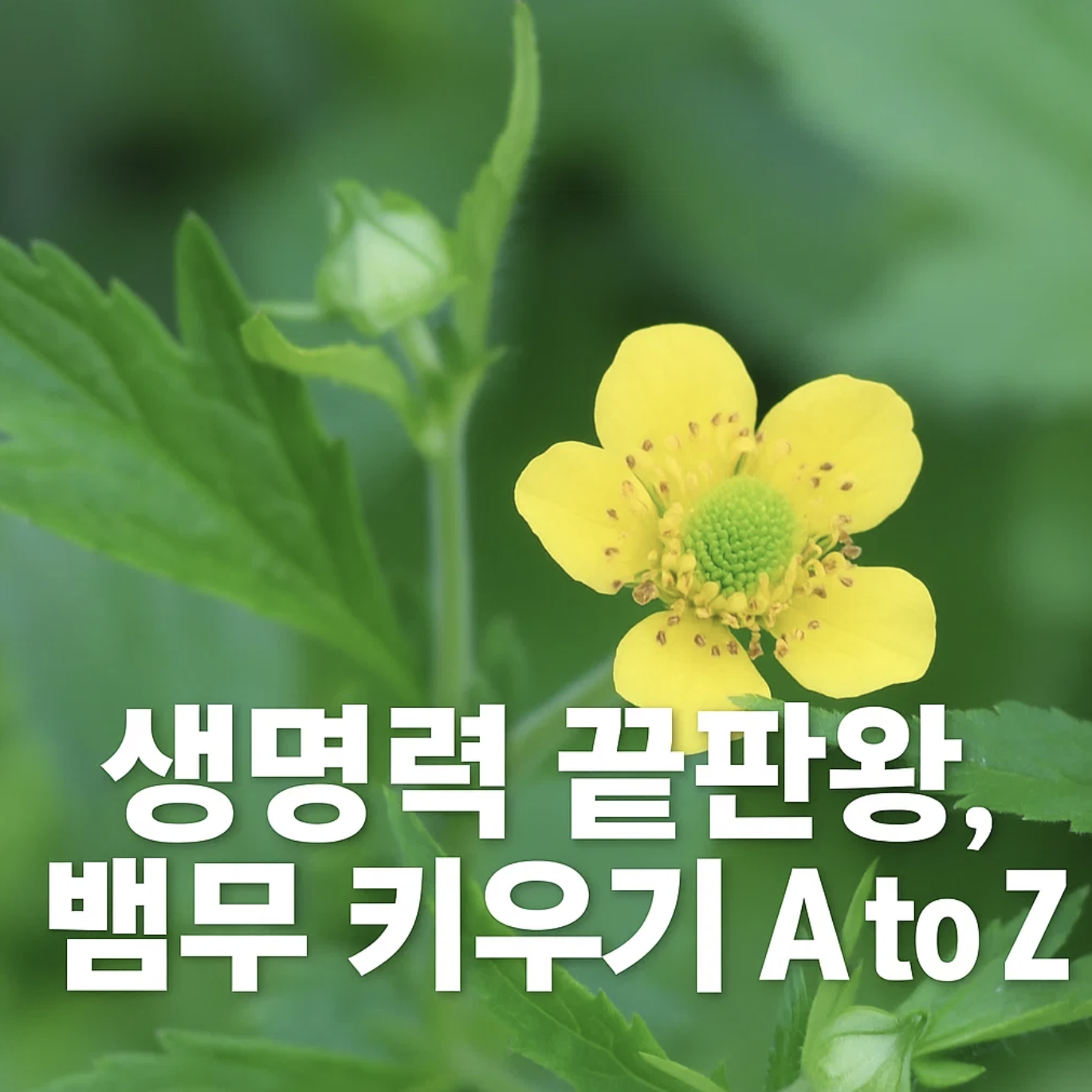 생명력 끝판왕, 뱀무 키우기 A to Z