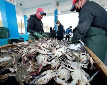 6월 꽃게 금어기 정확한 일정과 유통 제한 상세 정보 총정리_8